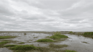 a photo of a wetland